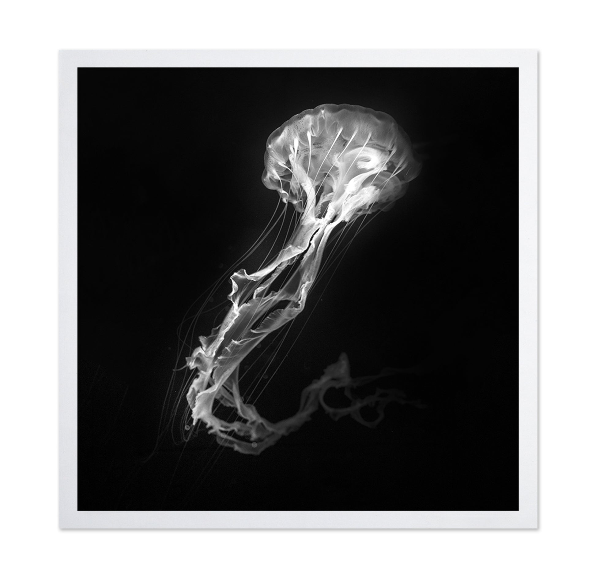 Jelly Fish Dance