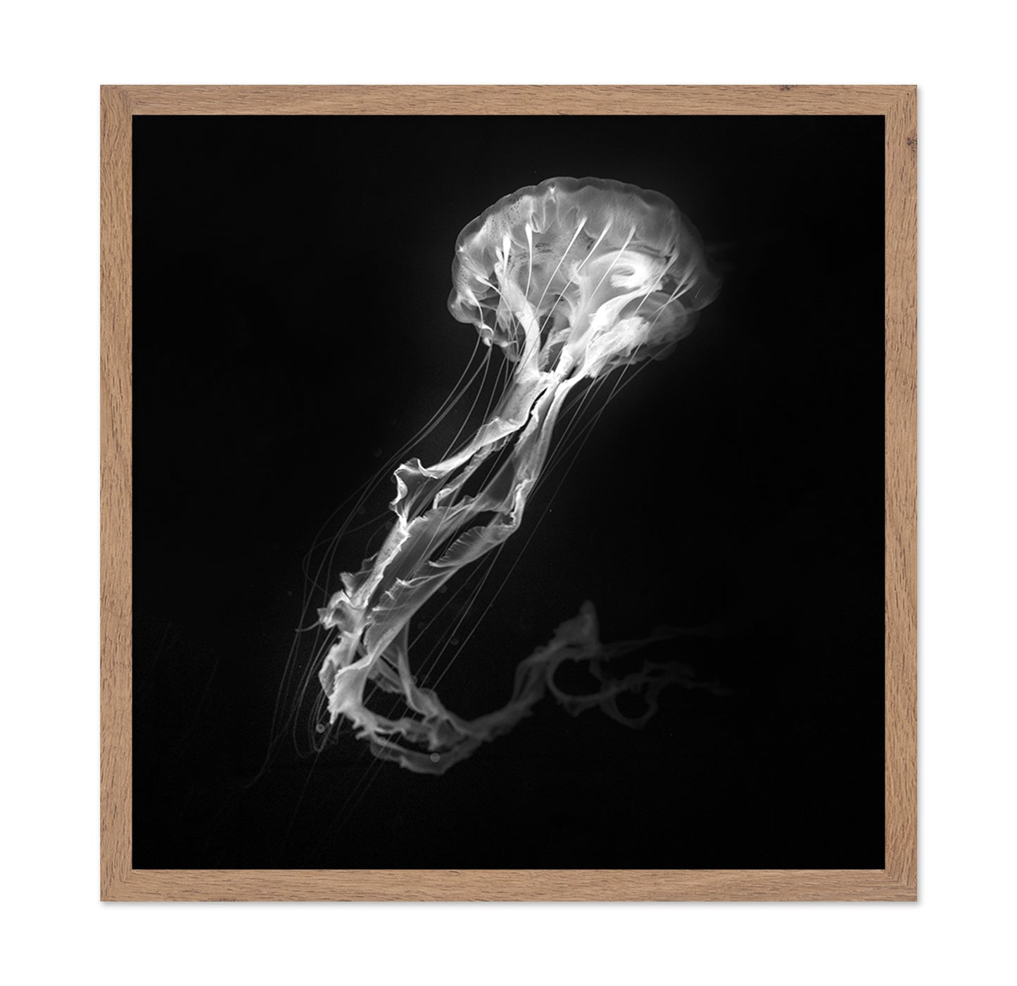 Jelly Fish Dance