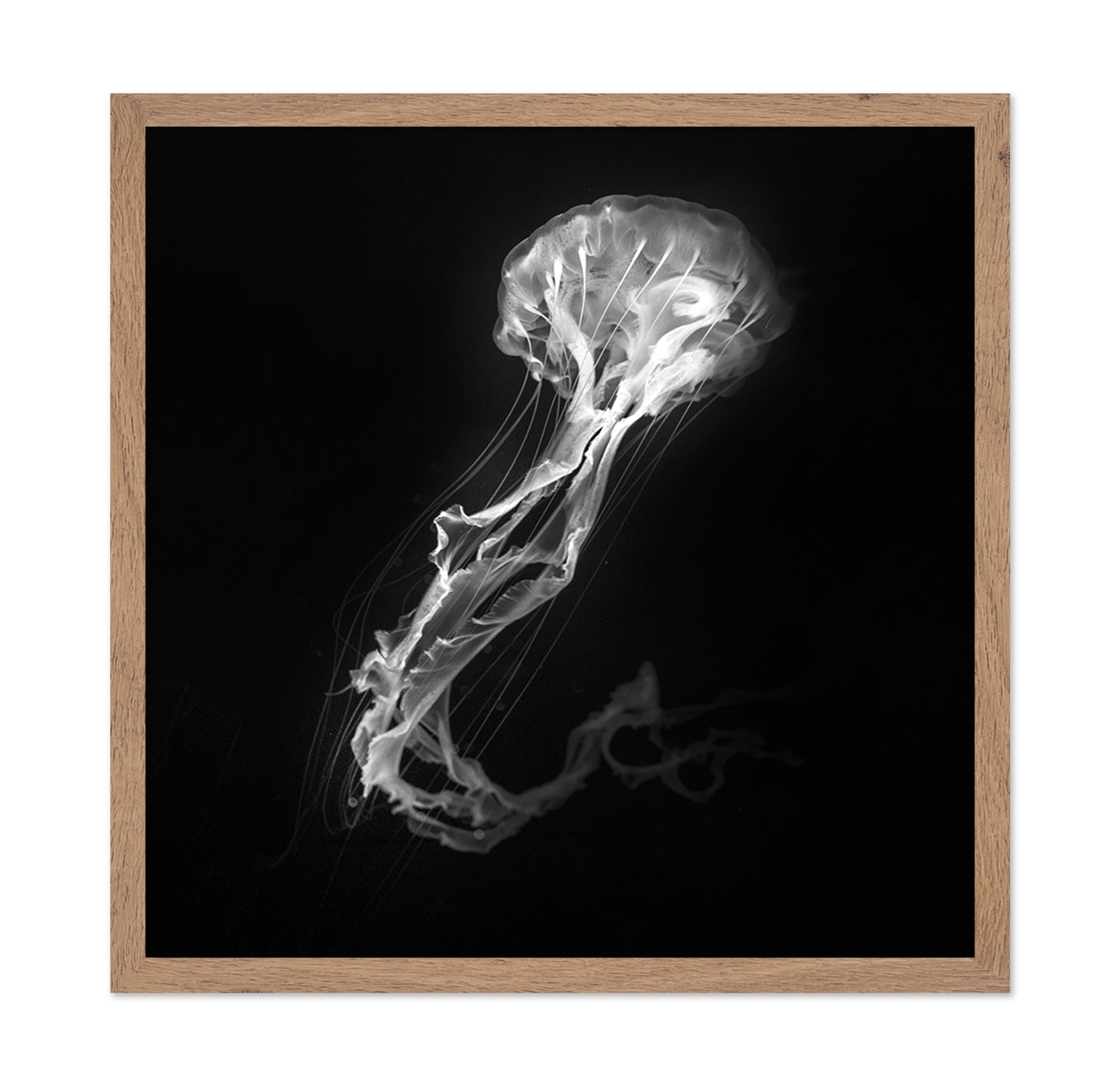 Jelly Fish Dance