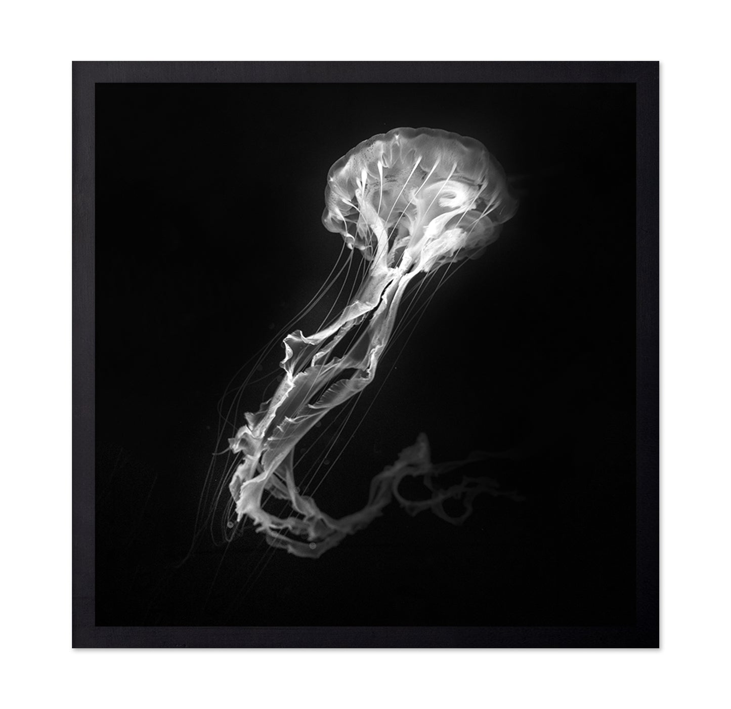 Jelly Fish Dance