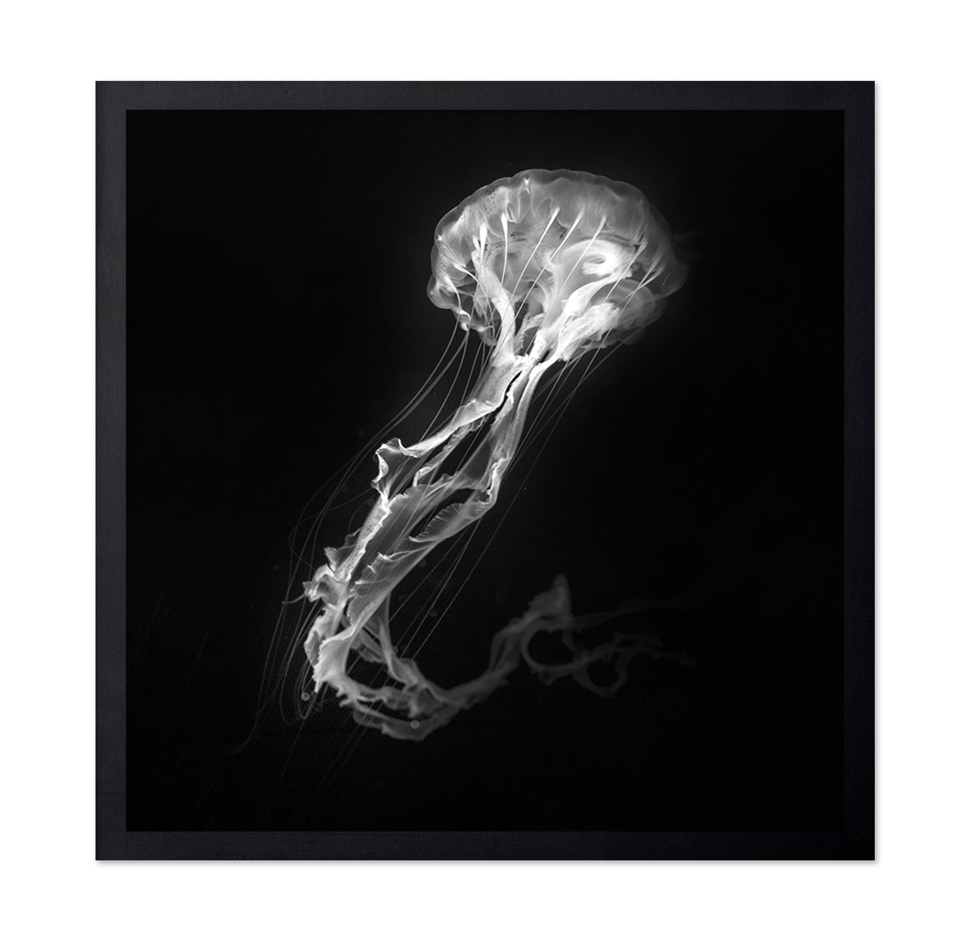 Jelly Fish Dance