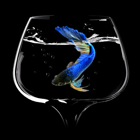 Betta Fish Dance