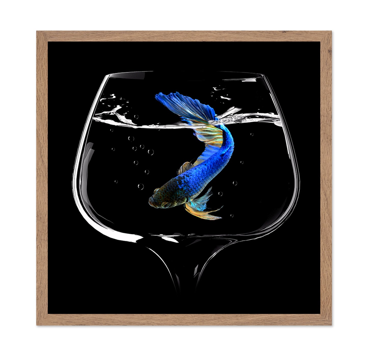 Betta Fish Dance