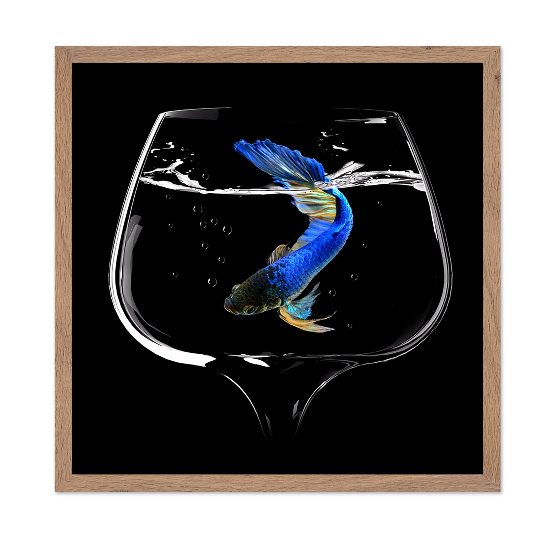 Betta Fish Dance