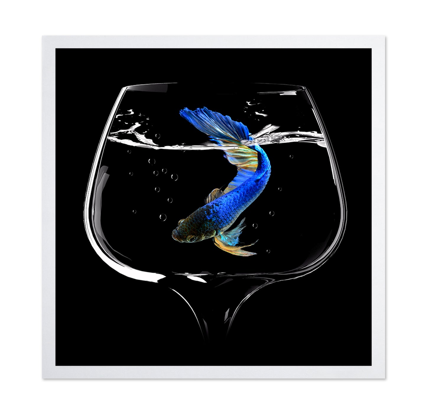Betta Fish Dance