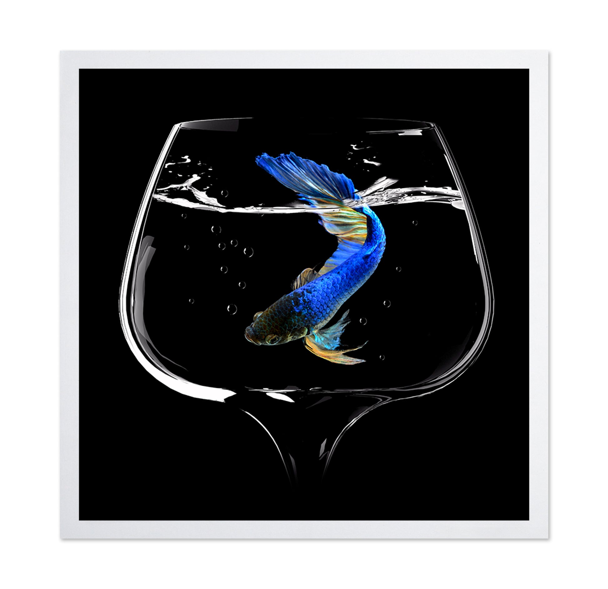 Betta Fish Dance