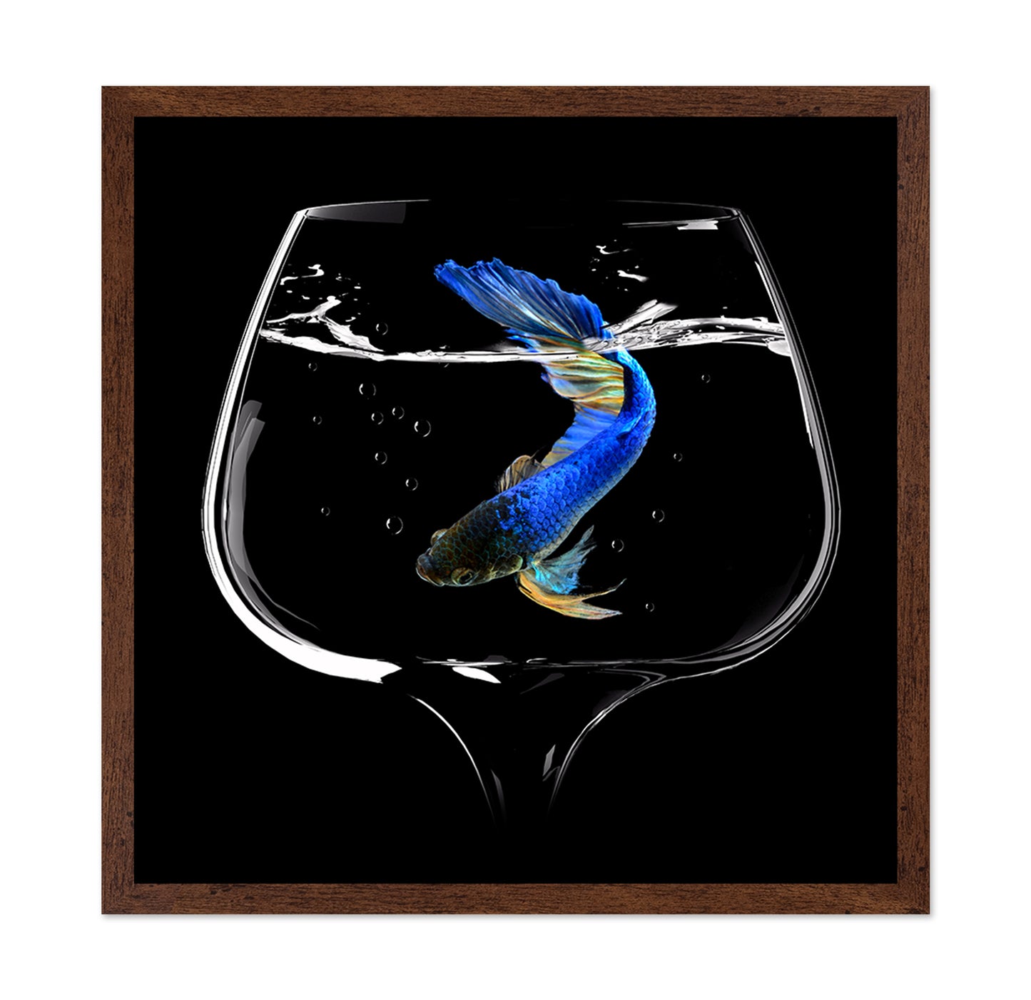 Betta Fish Dance