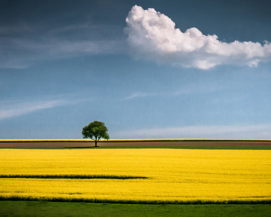 The Tree and The Cloud