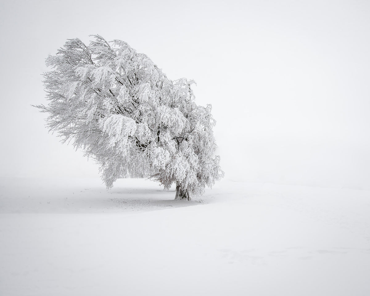 Snowy Tree