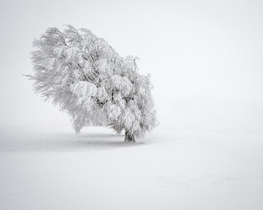 Snowy Tree