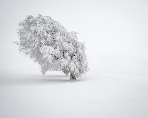 Snowy Tree