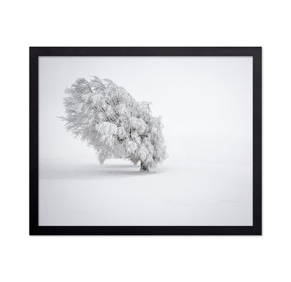 Snowy Tree