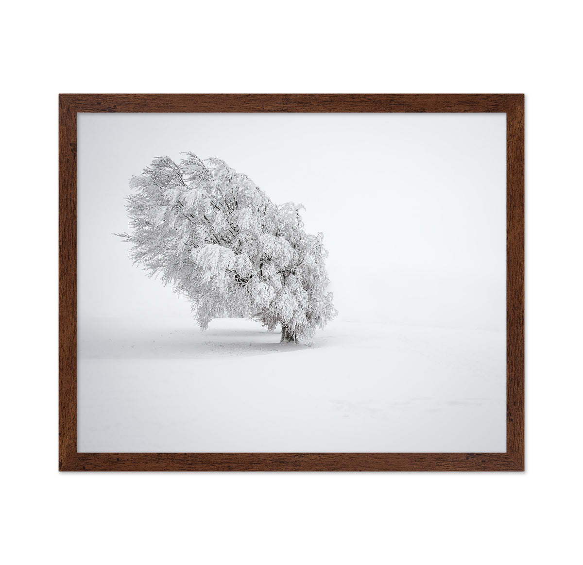 Snowy Tree