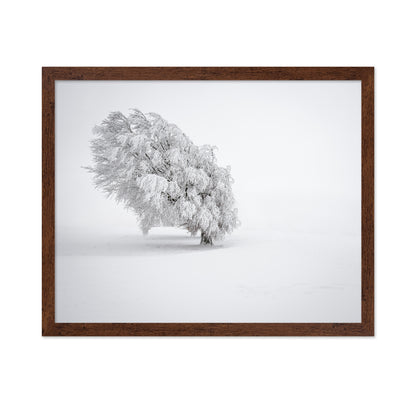 Snowy Tree