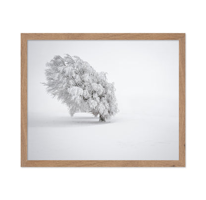Snowy Tree