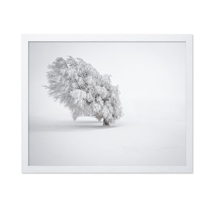 Snowy Tree