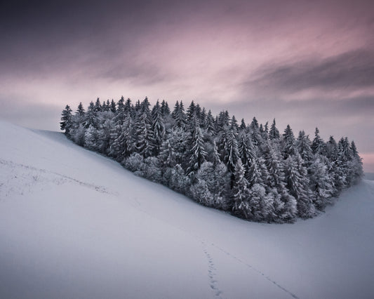 Snowy Cluster of Trees