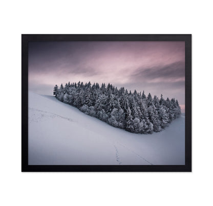 Snowy Cluster of Trees