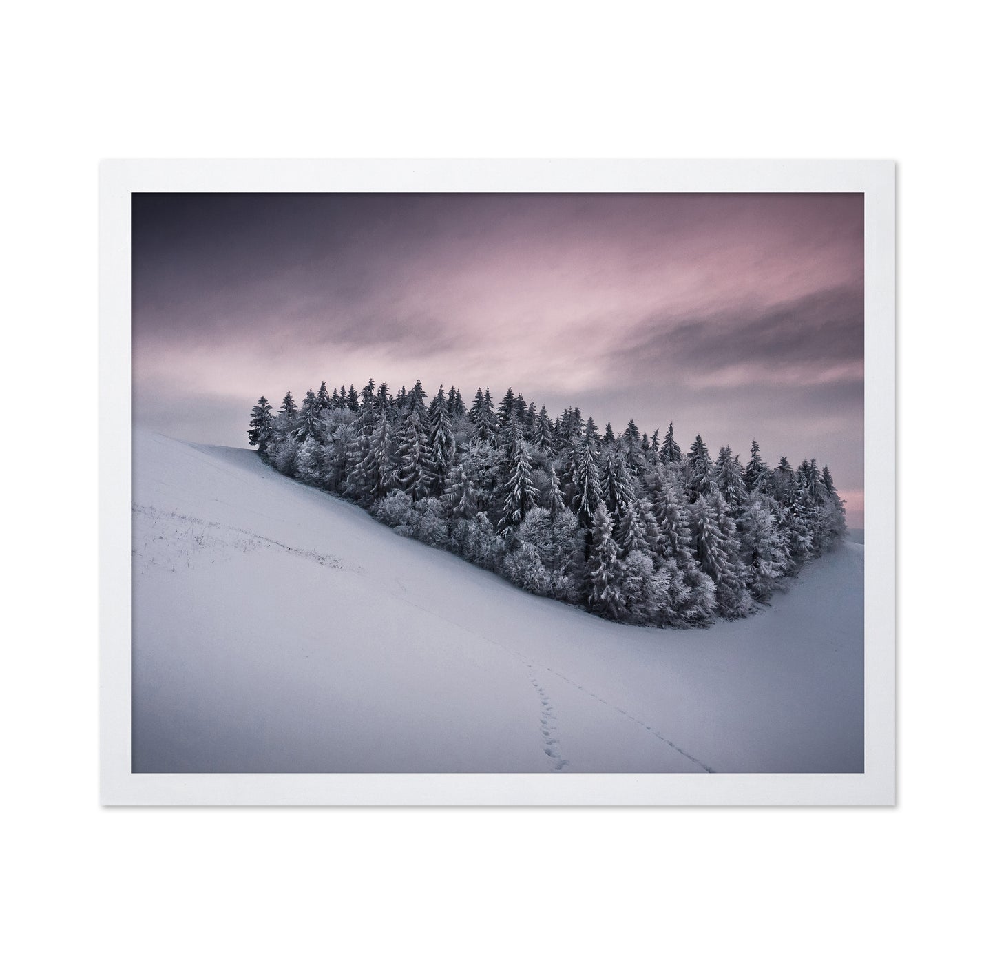 Snowy Cluster of Trees
