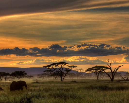 African Savannah at Sunset