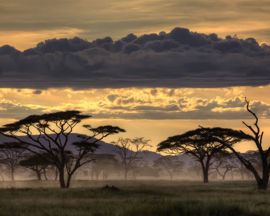 Good Evening Tanazania