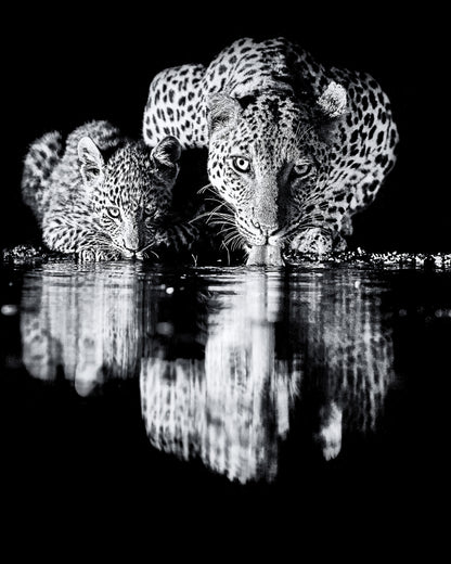 African Leopard and its Cub