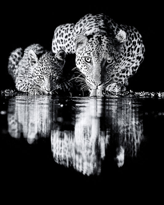 African Leopard and its Cub