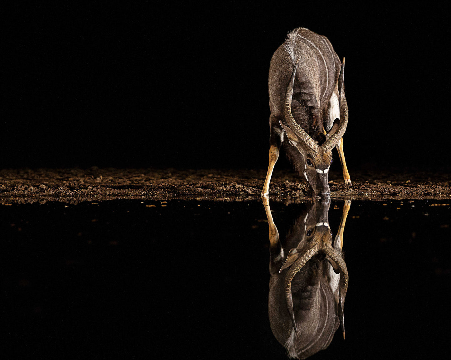 Nyala Antelope