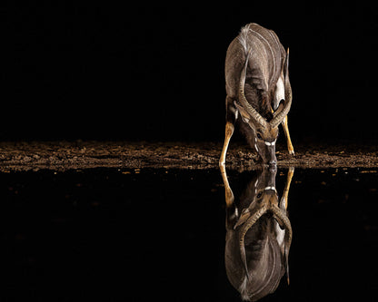 Nyala Antelope
