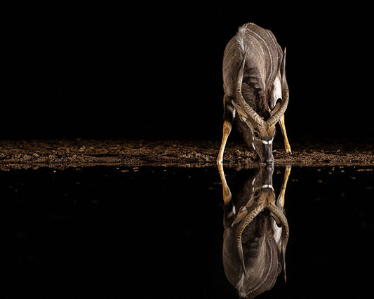 Nyala Antelope