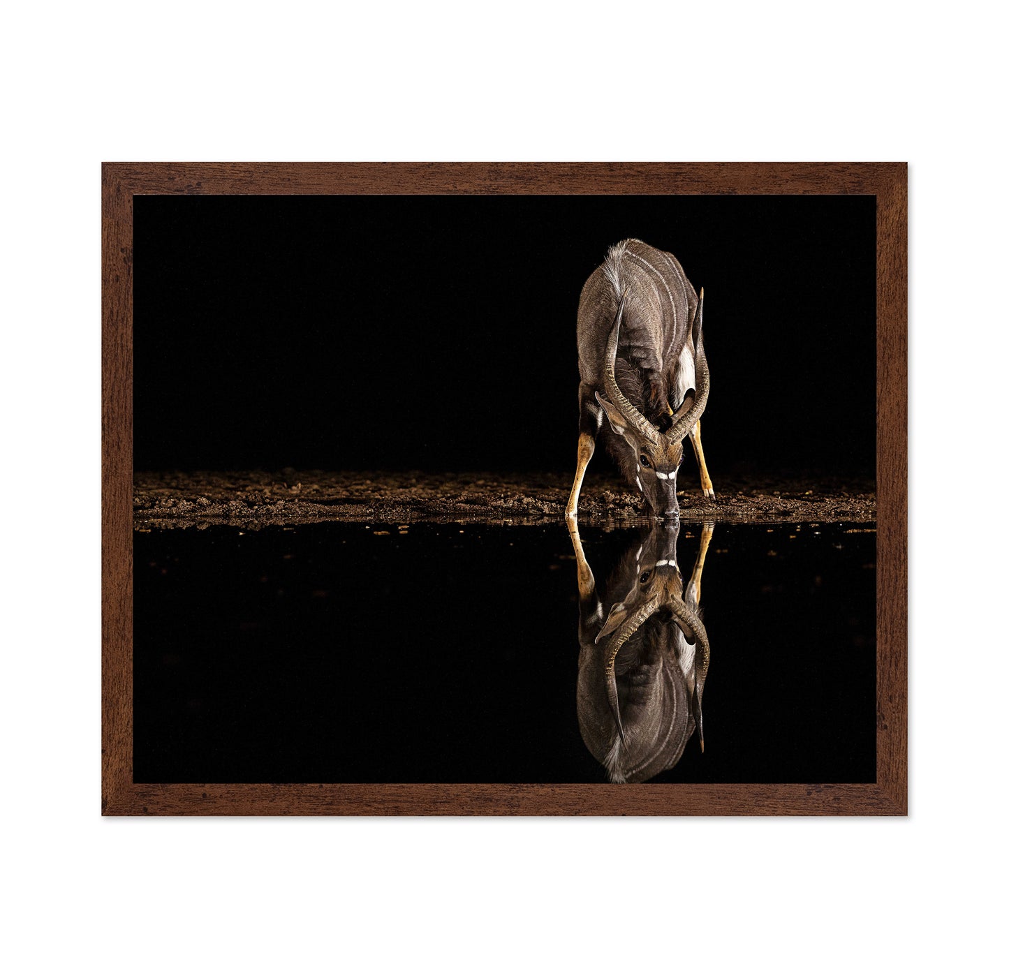 Nyala Antelope