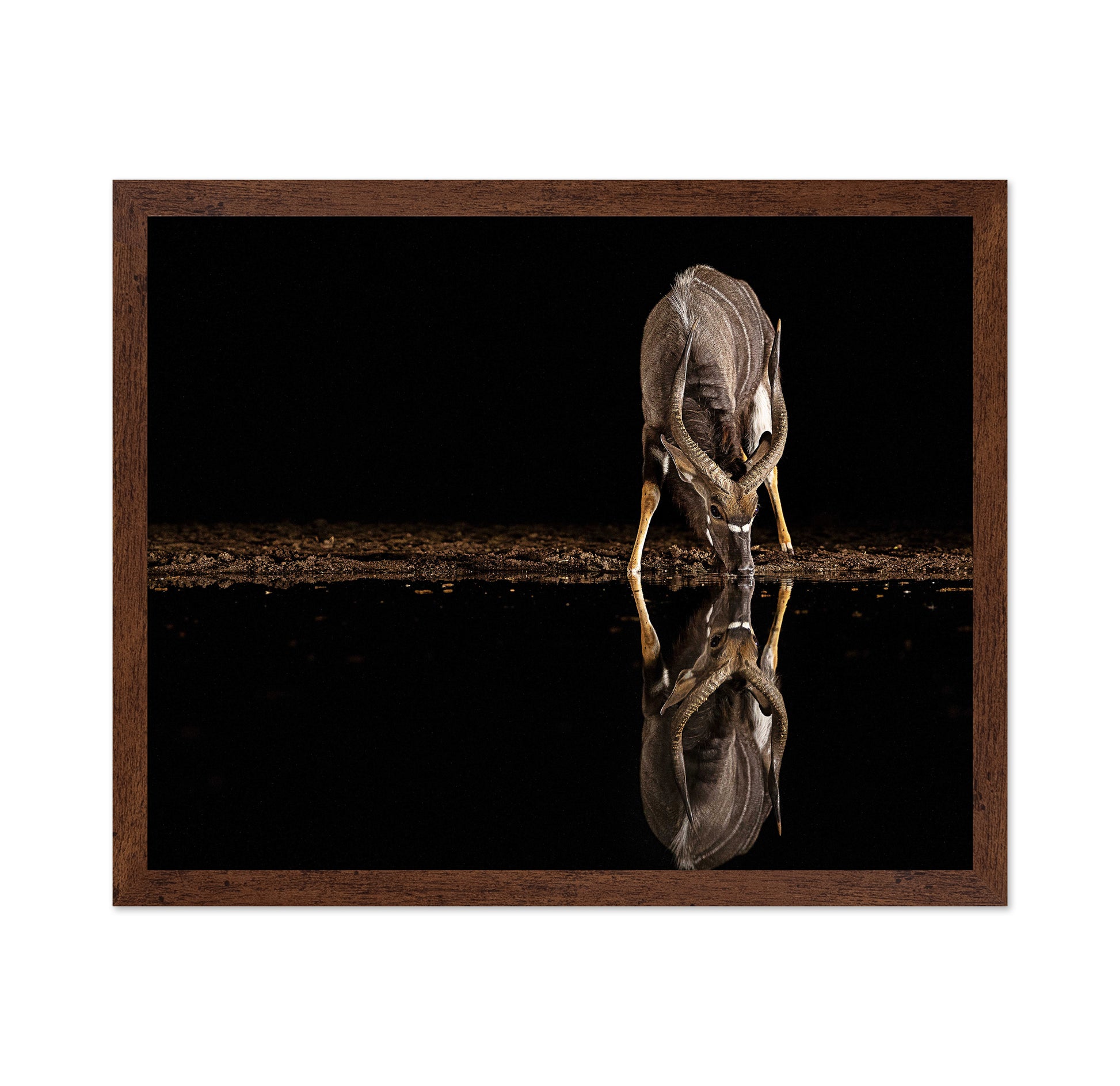 Nyala Antelope