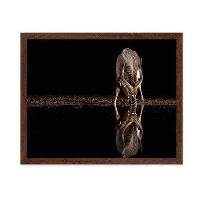 Nyala Antelope