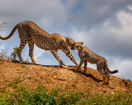 Mother Love