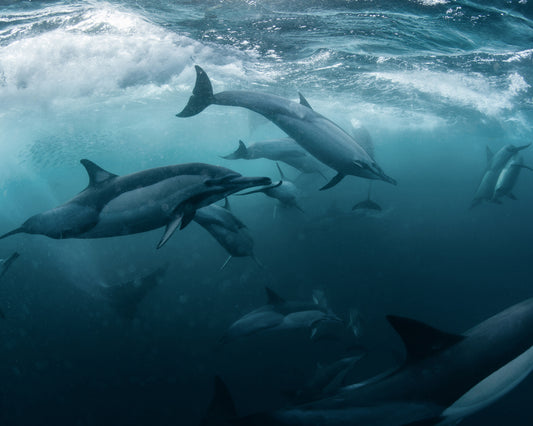 Dolphine Run
