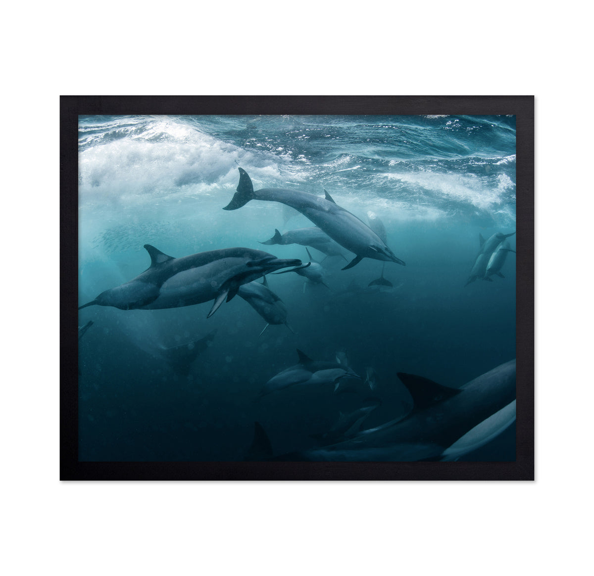Dolphine Run