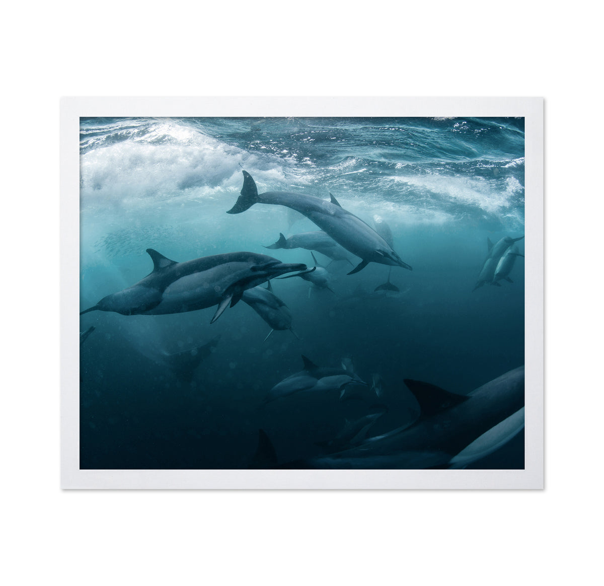 Dolphine Run