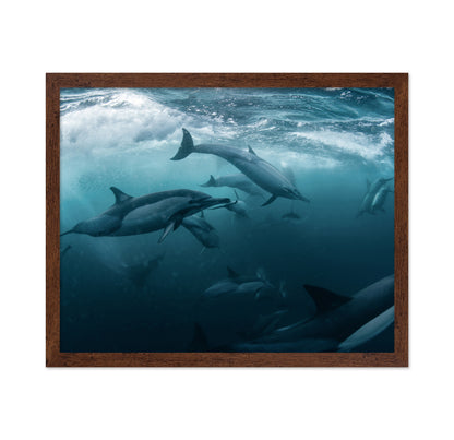 Dolphine Run