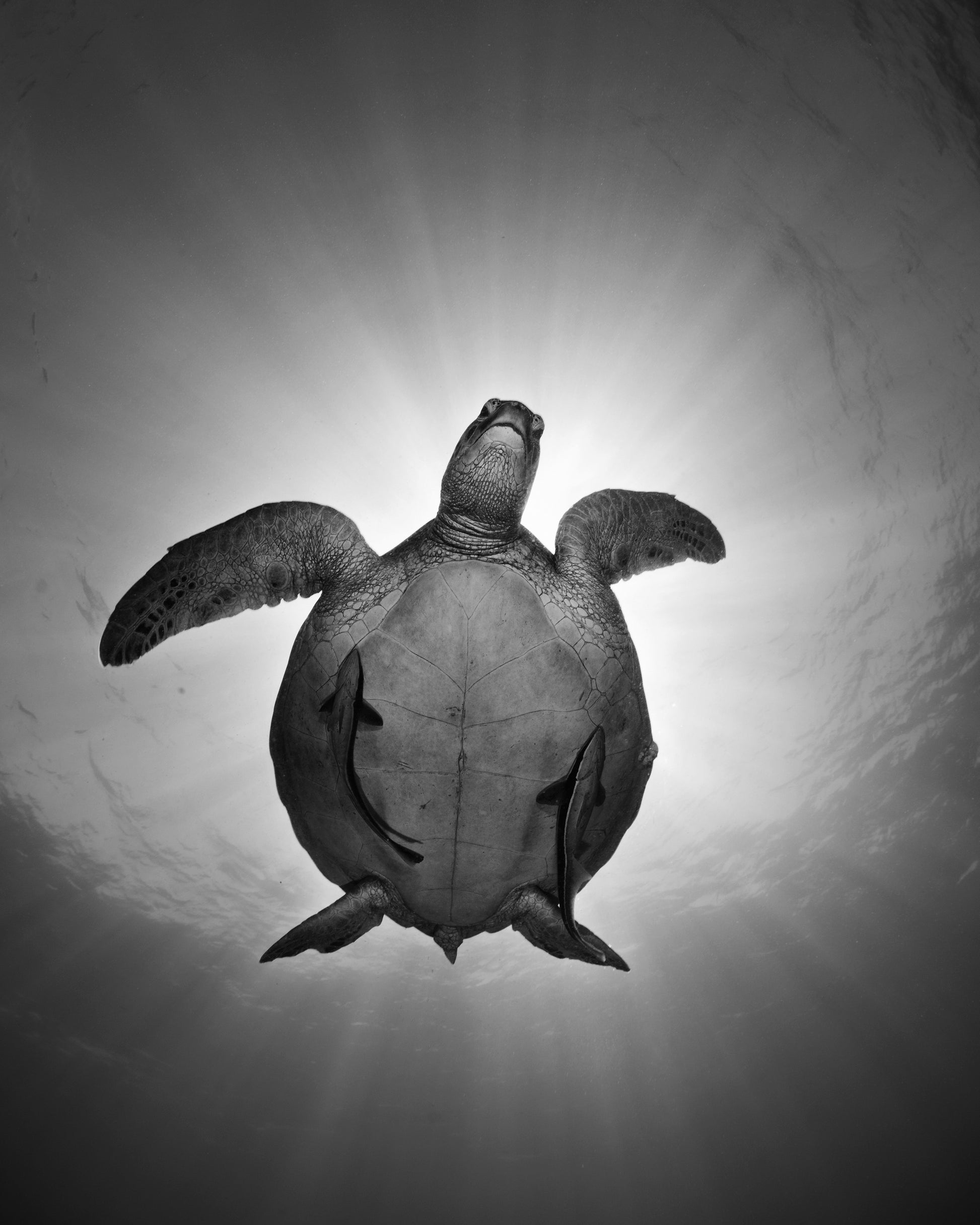 Spirit of Deep Water