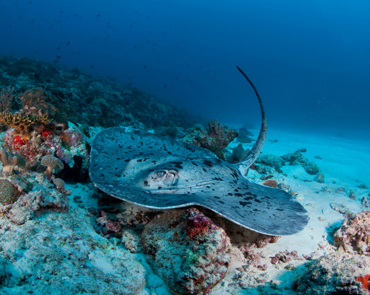 Stingray Underwater