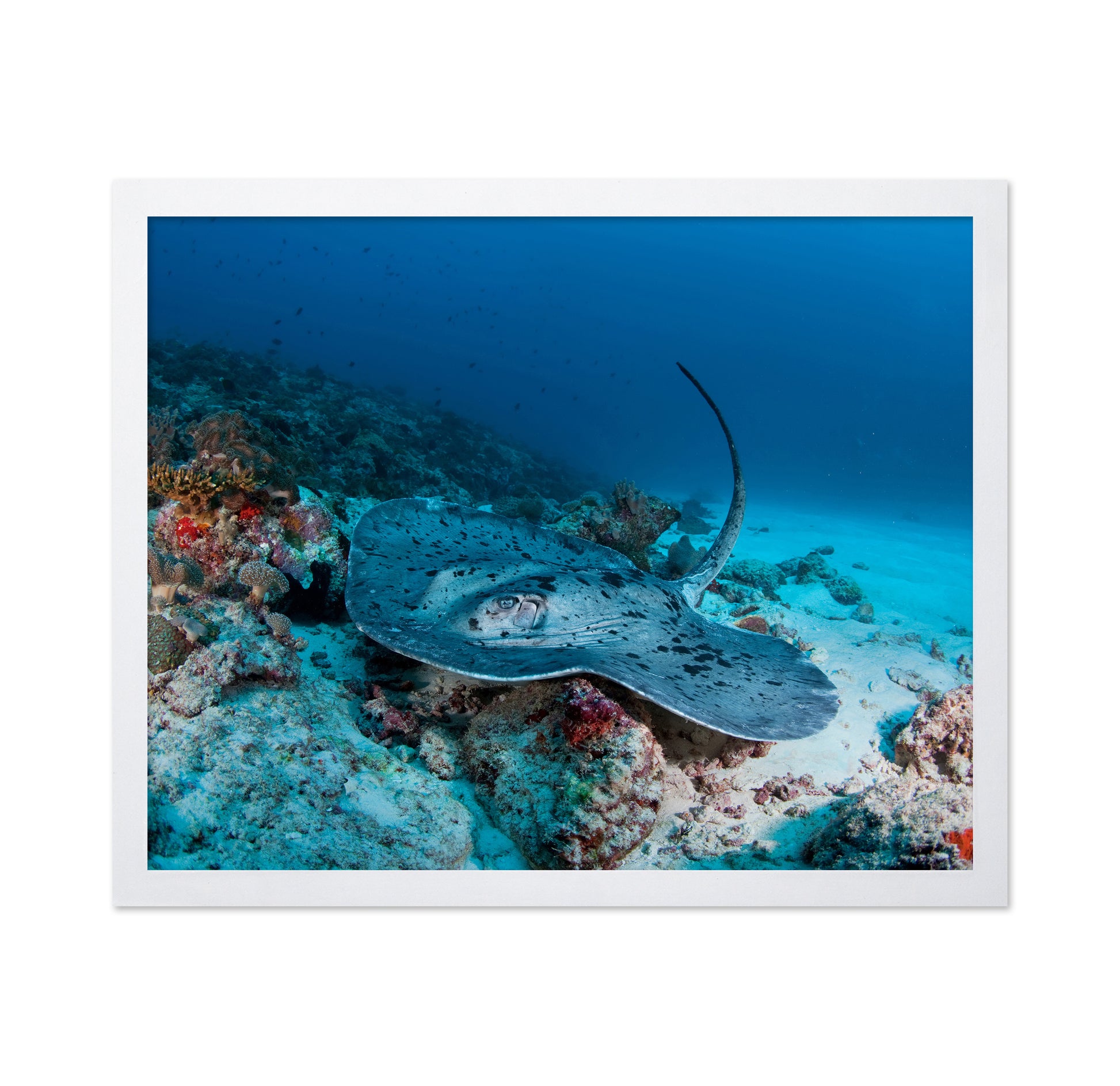 Stingray Underwater