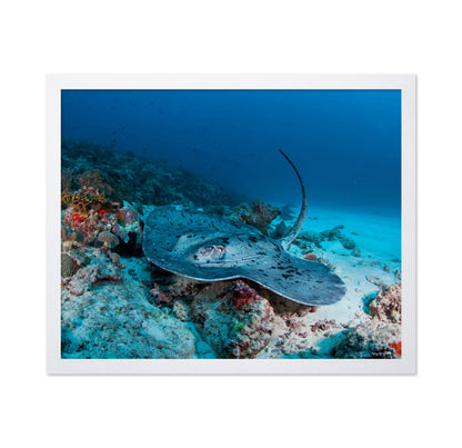 Stingray Underwater
