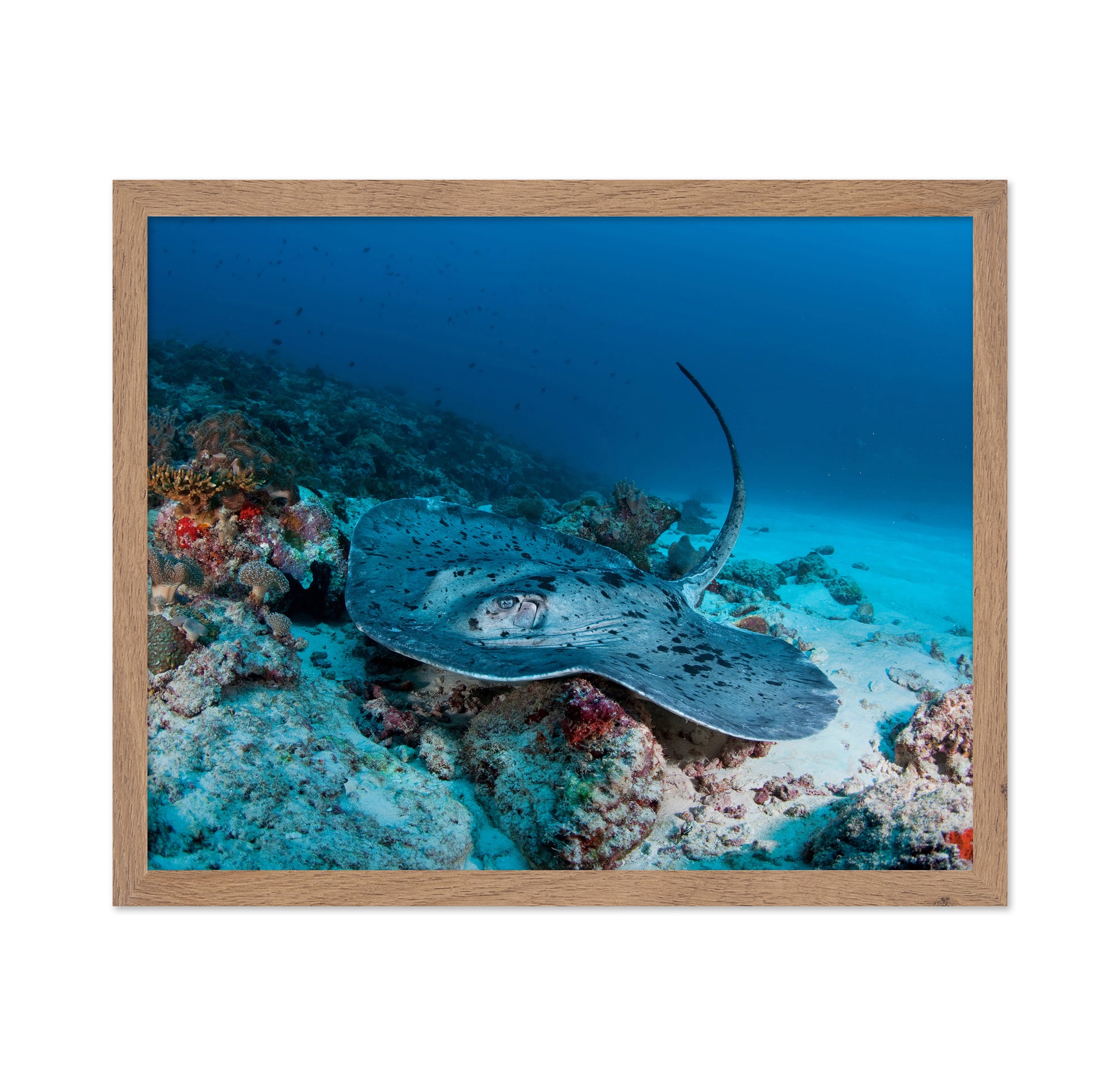 Stingray Underwater