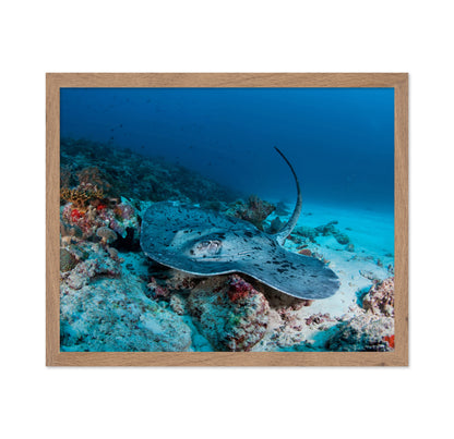 Stingray Underwater