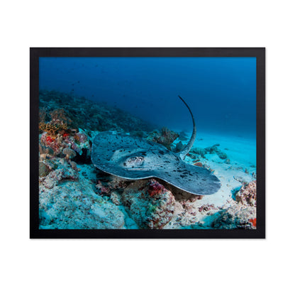 Stingray Underwater