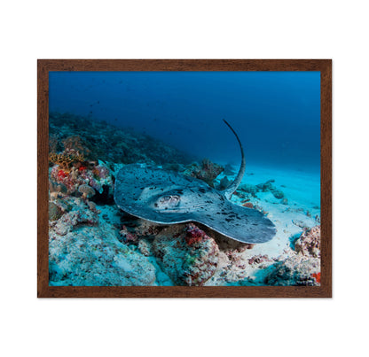 Stingray Underwater
