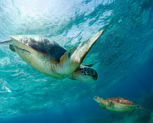 Two Sea Turtles Swimming