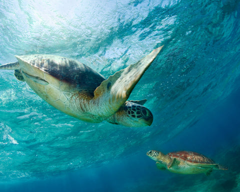 Two Sea Turtles Swimming