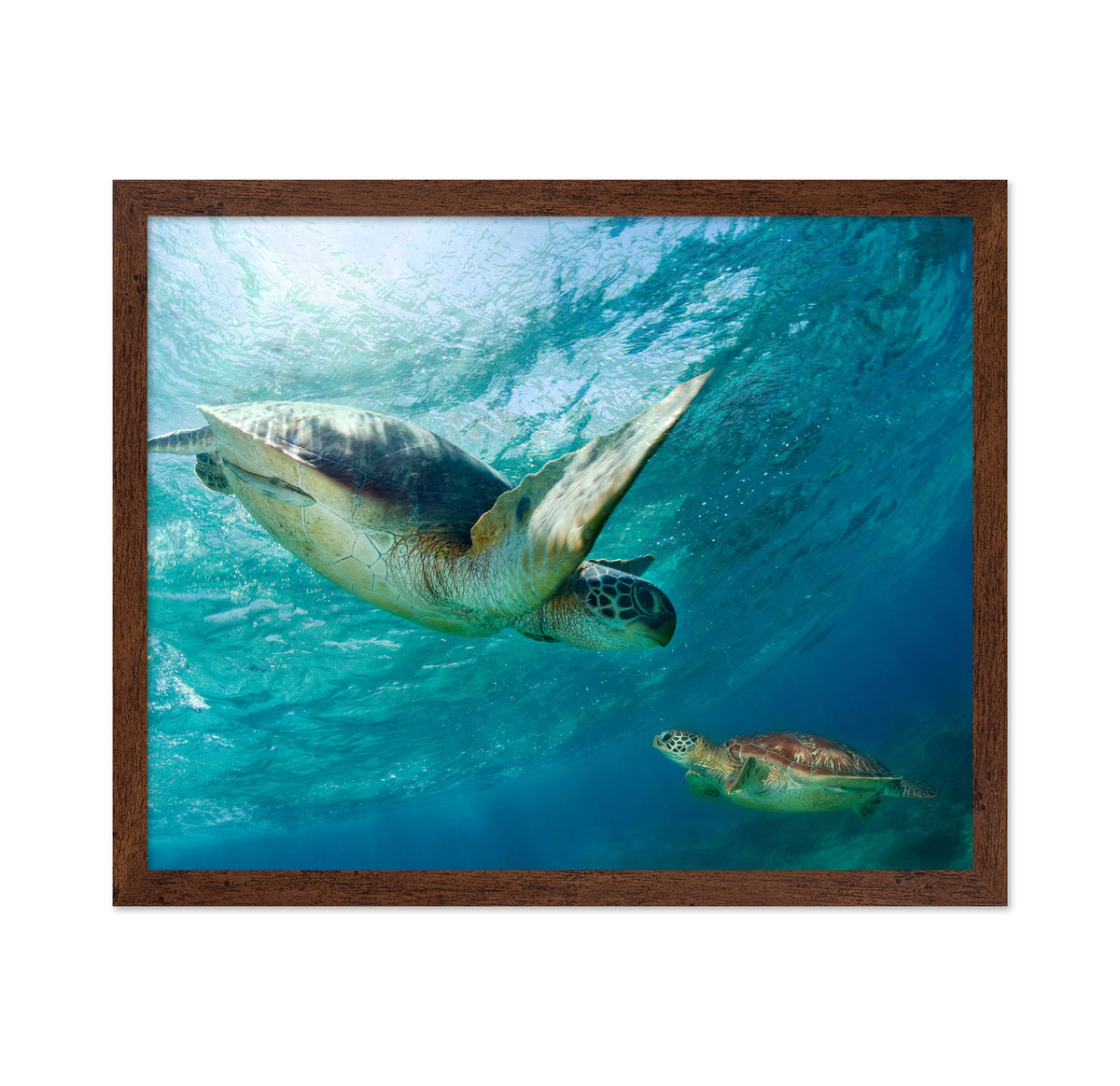 Two Sea Turtles Swimming