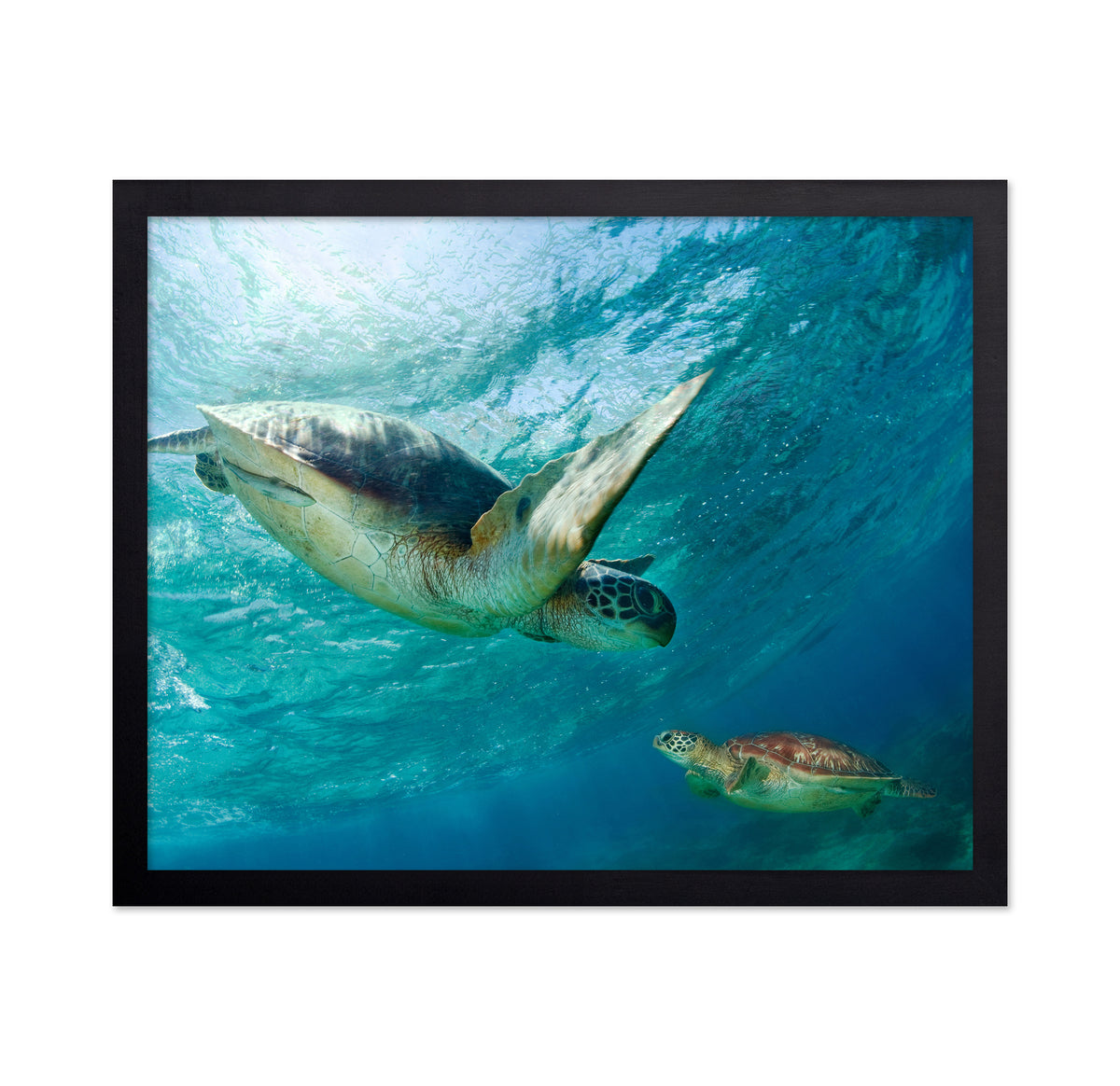 Two Sea Turtles Swimming
